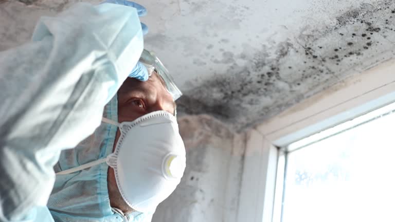 Why You Should Choose Our Mold Remediation Services in La Puente, CA